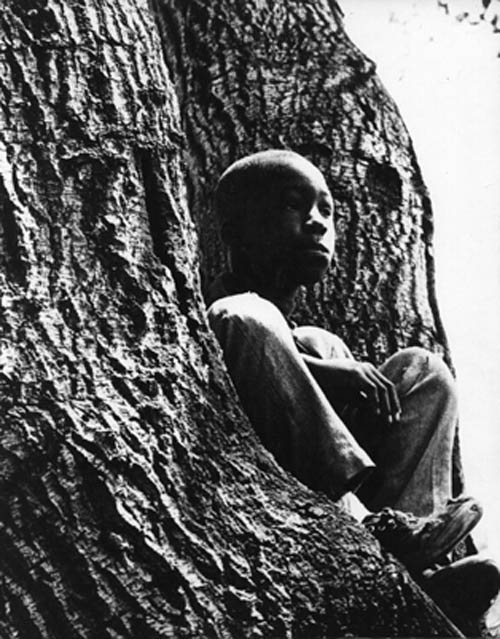 tree-of-life-2